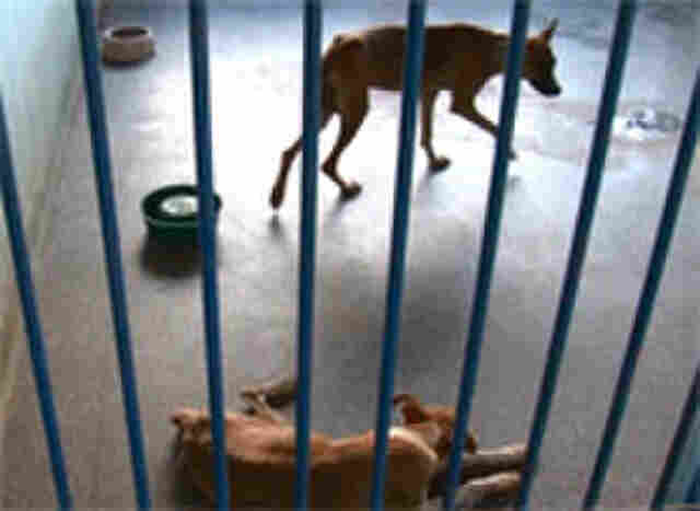 Sem ração, canil da Capital funciona com doações