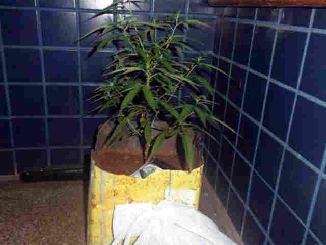 PAI VAI VISITAR FILHO E ENCONTRA DROGAS E ATÉ PÉ DE MACONHA EM CASA