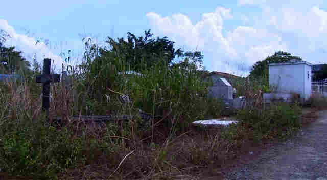 Com &#34;floresta&#34; dentro do cemitério, famílias não conseguem encontrar túmulos no Santo Antônio