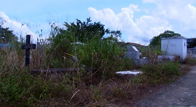 Com "floresta" dentro do cemitério, famílias não conseguem encontrar túmulos no Santo Antônio