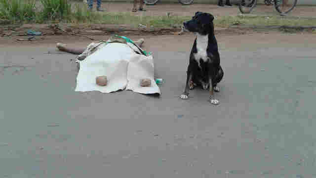 Motorista atropela e mata homem na faixa de pedestre