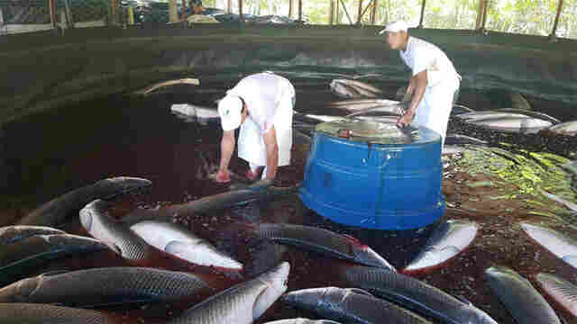 Rondônia inicia venda de pirarucu criado em cativeiro para outros estados