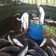 Rondônia inicia venda de pirarucu criado em cativeiro para outros estados