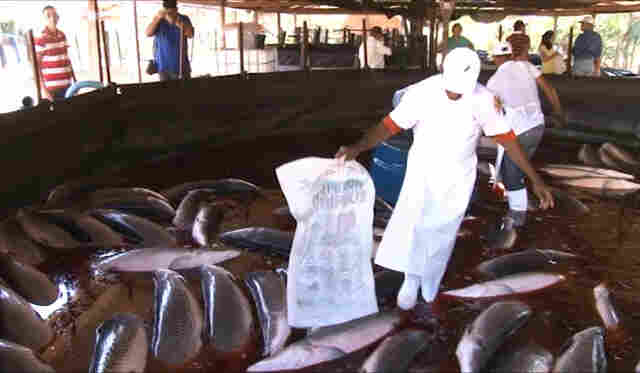 RONDÔNIA INICIA EXPORTAÇÃO DE PIRARUCU CRIADO EM TANQUES DE LONA