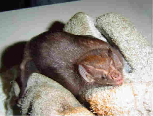 SECRETARIA CONFIRMA RAIVA EM MORCEGO NA CAPITAL; VACINAÇÃO DE CÃES E GATOS É MARCADA