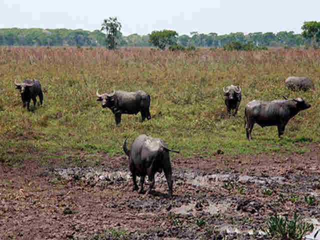 GOVERNO BUSCA SOLUÇÃO PARA BÚFALOS NO GUAPORÉ EM PARCERIA COM ALE