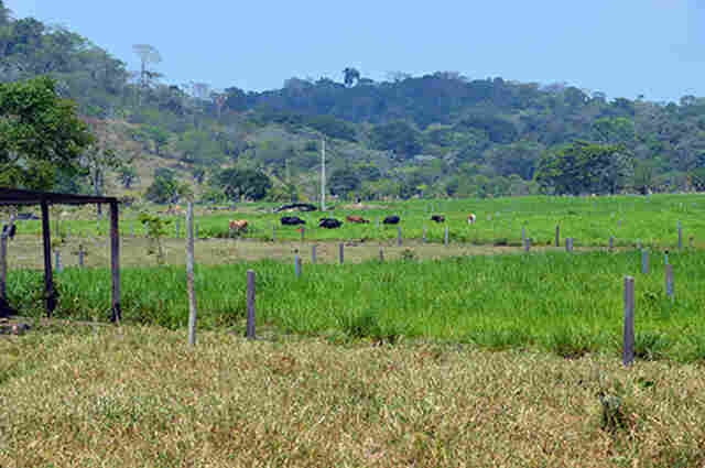 Pecuarista duplica produção de leite com menos da metade do rebanho