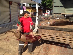 PIT BULLS SÃO ABATIDOS APÓS ATACAREM PEDESTRES EM VILHENA