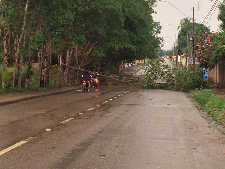Árvore cai na 7 de &#83;etembro e fecha via