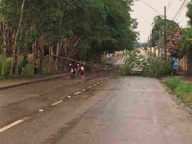 Árvore cai na 7 de &#83;etembro e fecha via
