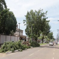Sema erradica árvores que comprometem asfalto e tubulações para plantio de espécies adequadas
