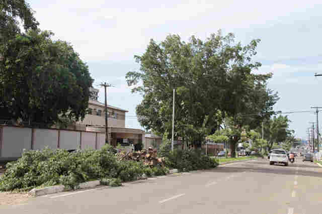 Sema erradica árvores que comprometem asfalto e tubulações para plantio de espécies adequadas