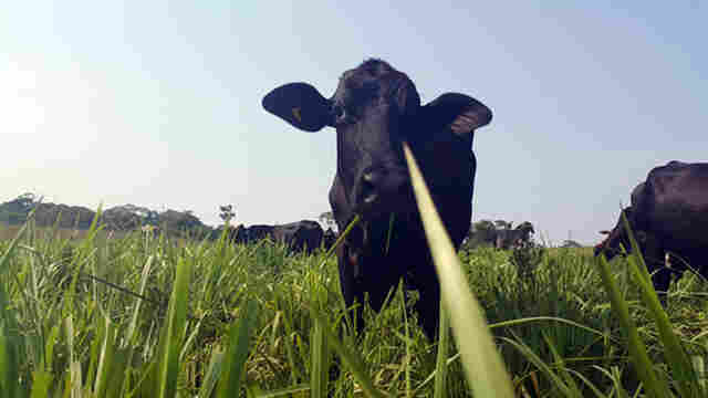 Produtores adotam práticas sustentáveis na pecuária leiteira de Rondônia