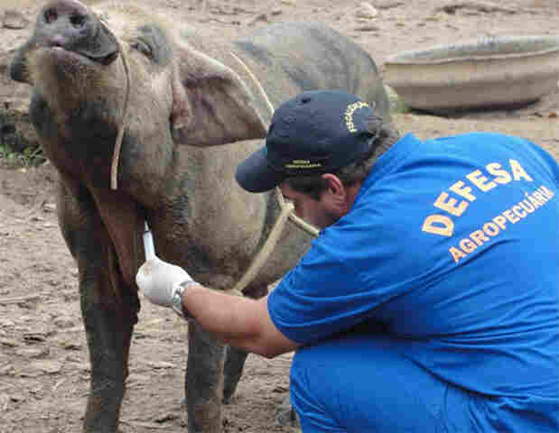 Rondônia deve se tornar área livre de peste suína clássica em maio