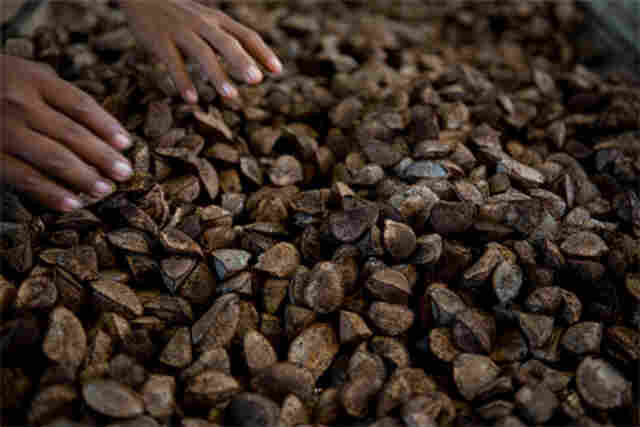 Manejo da &#99;astanha do Brasil é tema de discussão em Porto Velho