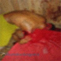 Irmãos matam padrasto com várias facadas em Porto Velho