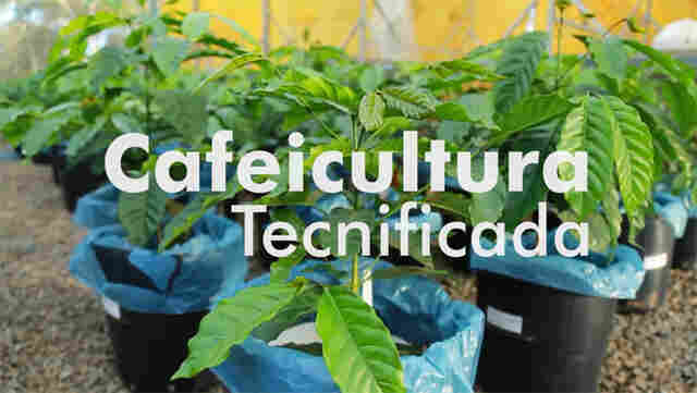 Cafeicultura Tecnificada