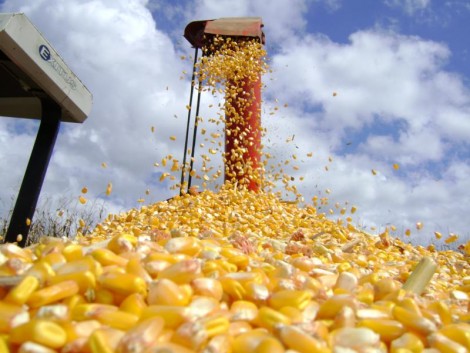 Com garantia da oferta, tendência é de queda nos preços do milho no mercado interno