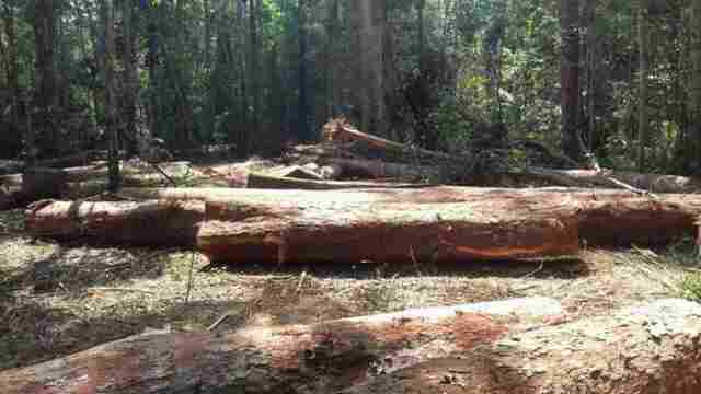 Homem é preso por extração ilegal de madeira em Vila Nova de Samuel