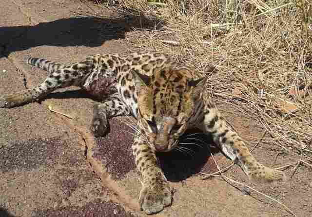 Queimadas em Rondônia colocam em risco animais e motoristas nas rodovias