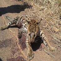 Queimadas em Rondônia colocam em risco animais e motoristas nas rodovias