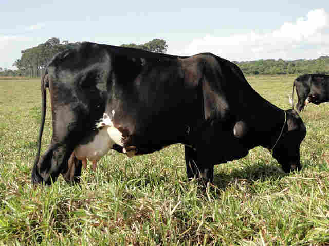 VI Dia de Campo Don Enrique reúne lideranças do agronegócio em Porto Velho