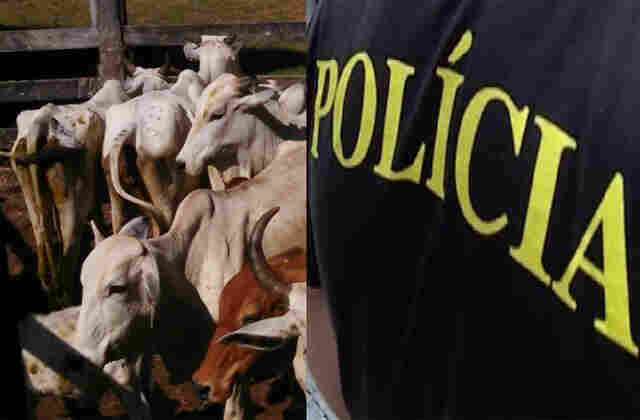 Criminosos furtam gado pela terceira vez de pecuarista de Ouro Preto do Oeste