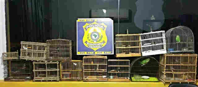 PRF resgata 21 animais silvestres, apreende gaiolas e um alçapão em Jaru