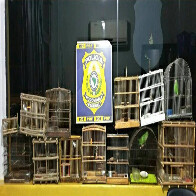 PRF resgata 21 animais silvestres, apreende gaiolas e um alçapão em Jaru