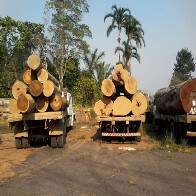 Quatro são presos por transporte irregular de madeira