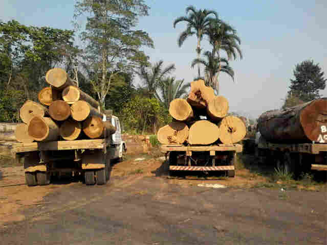 Quatro são presos por transporte irregular de madeira