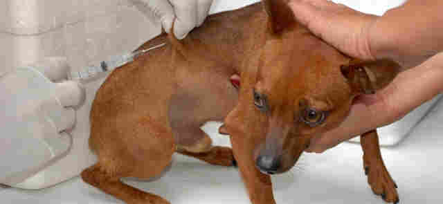 Prefeitura altera locais de vacinação antirrábica em Porto Velho; confira