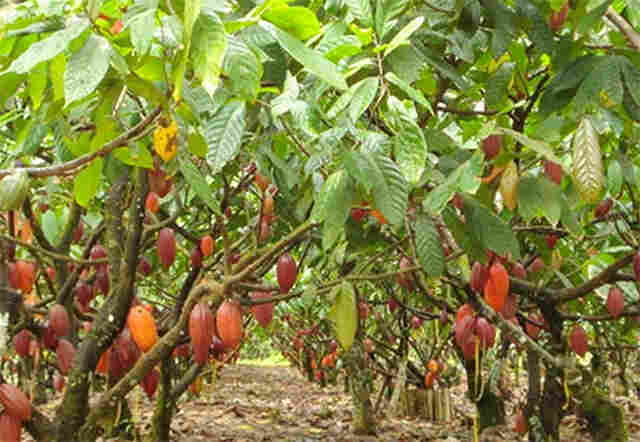 Produção de cacau em Rondônia será recuperada