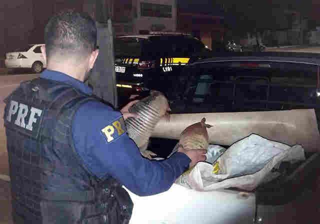 Dois homens são flagrados com tatus pela Polícia Rodoviária Federal