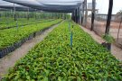 Governo faz licitação para a compra de três milhões de mudas de café em Rondônia