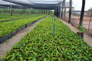 Governo faz licitação para a compra de três milhões de mudas de café em Rondônia