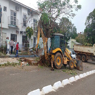 Equipe emergencial atua em remoção de árvores