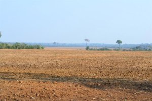 Período de vazio sanitário chega ao fim e produtores de soja já podem iniciar produção