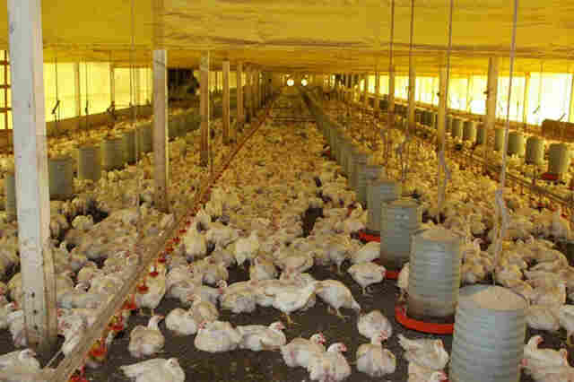 Custos de produção de suínos e frangos de corte caem em agosto