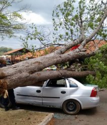 Árvore com a raiz podre cai no centro de Ouro Preto e destrói veículo