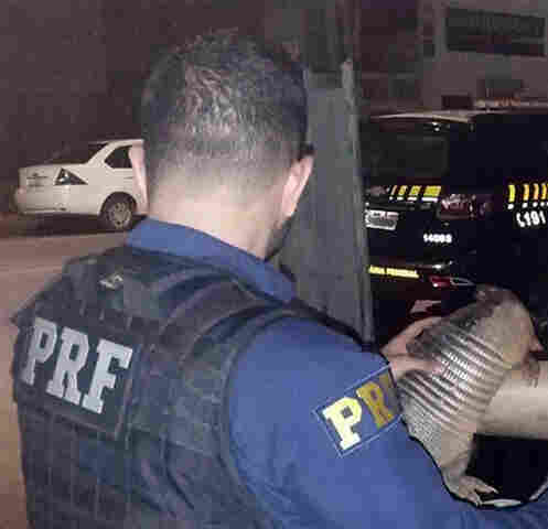 Motociclista é detido com animal silvestre morto na BR-421