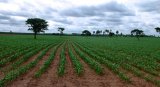 Produtor brasileiro está otimista com nova safra de grãos, diz secretário de Política Agrícola