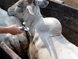 Começa dia 15 em Rondônia nova etapa de vacinação contra a febre aftosa