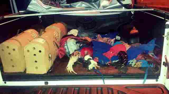 PRF recaptura dois foragidos e apreende oito galos de briga