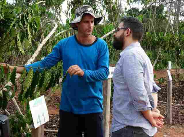 Cafeicultura de Rondônia surpreende analista do Rabobank