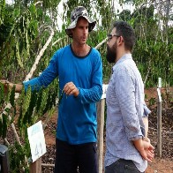 Cafeicultura de Rondônia surpreende analista do Rabobank