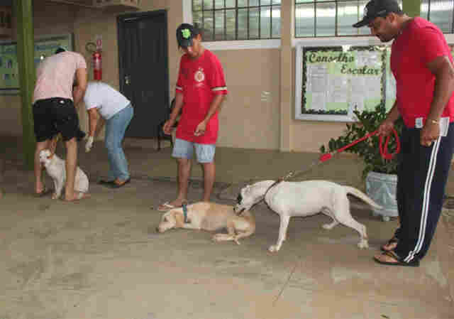 Prefeitura de Ouro Preto promove campanha de vacinação antirrábica no sábado