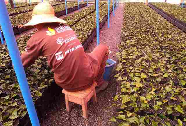 Projeto Semeando Sustentabilidade distribui mudas clonais para agricultores familiares