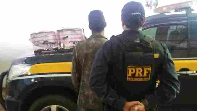 PRF prende homem transportando ave ameaçada de extinção