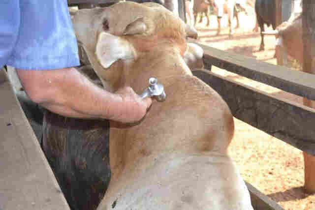 Idaron inverte calendário de vacinação contra aftosa a partir de 2017